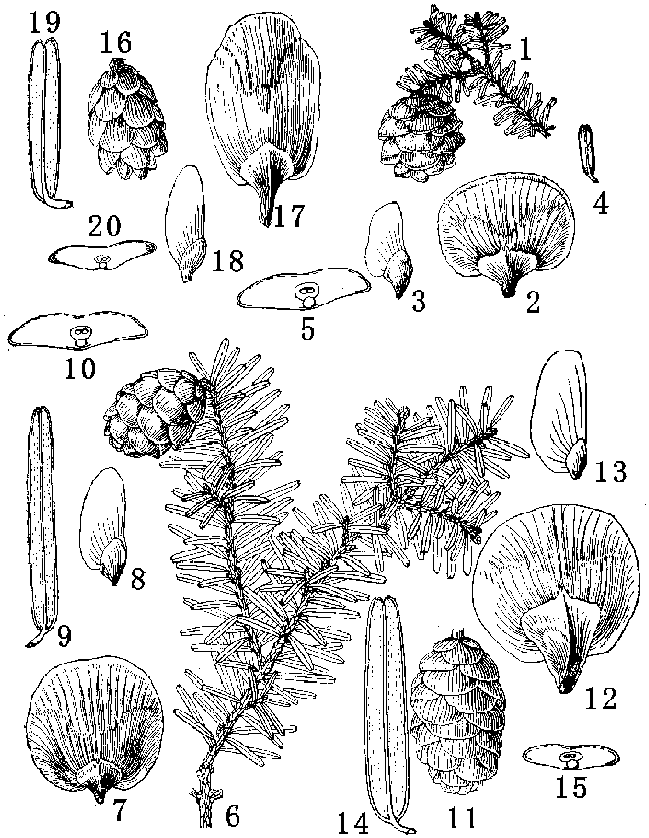 2.4.2 其他科易混淆的植物